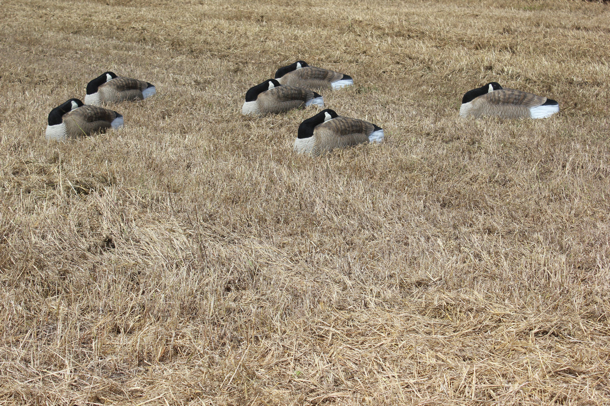 Bigfoot™ Canada Oversize Sleeper Shell Decoys 6 Pk. – BigFoot Decoys