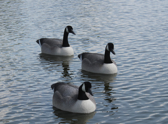 Goose Decoys