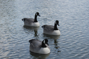 Goose Decoys