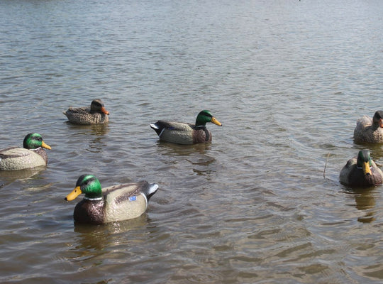 Duck Decoys