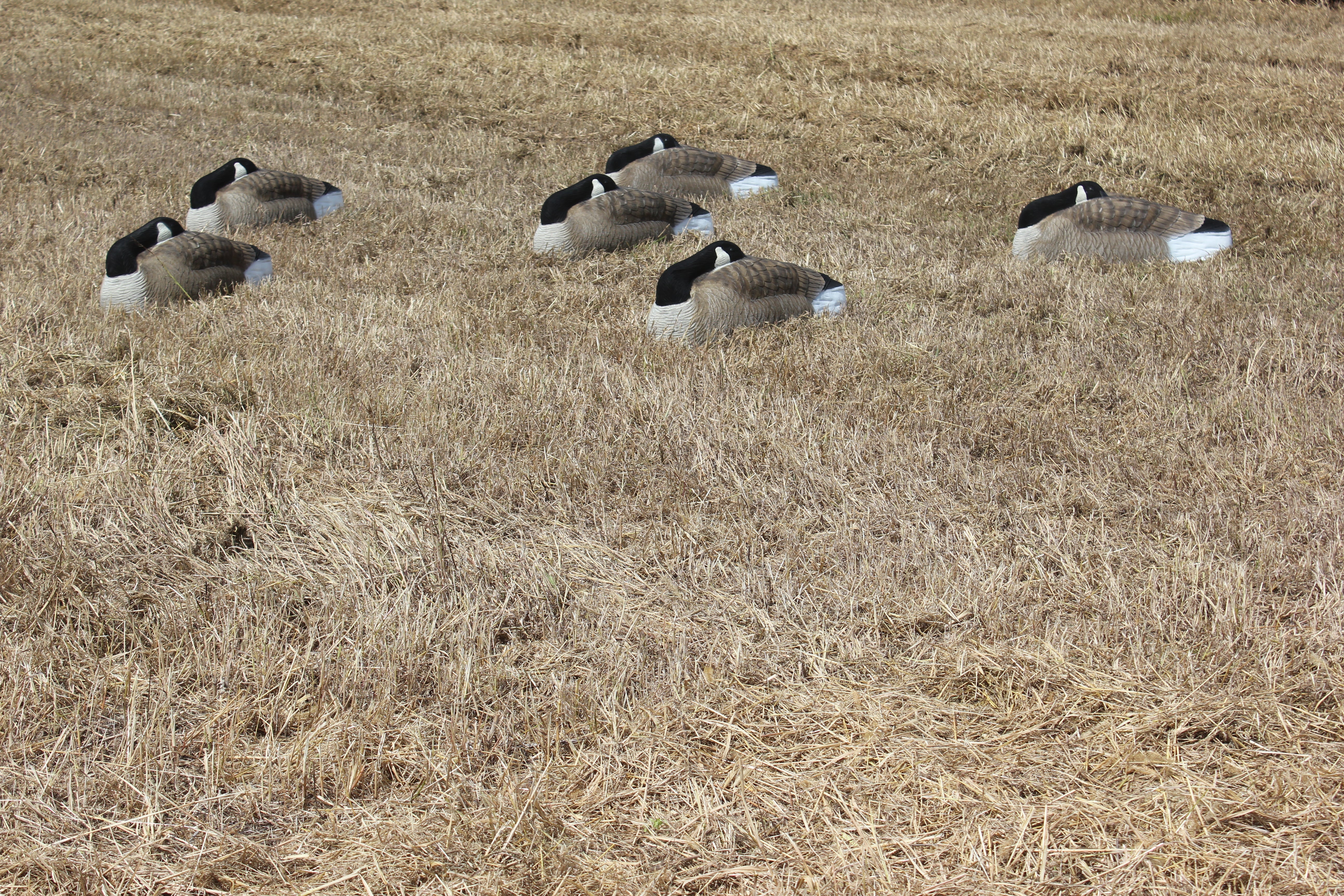 Bigfoot Canada Oversize Sleep Shell Decoys in the field