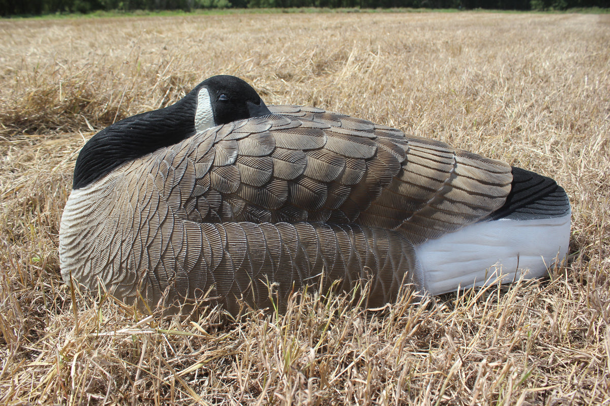 Bigfoot™ Canada Oversize Sleeper Shell Decoys 6 Pk. – BigFoot Decoys
