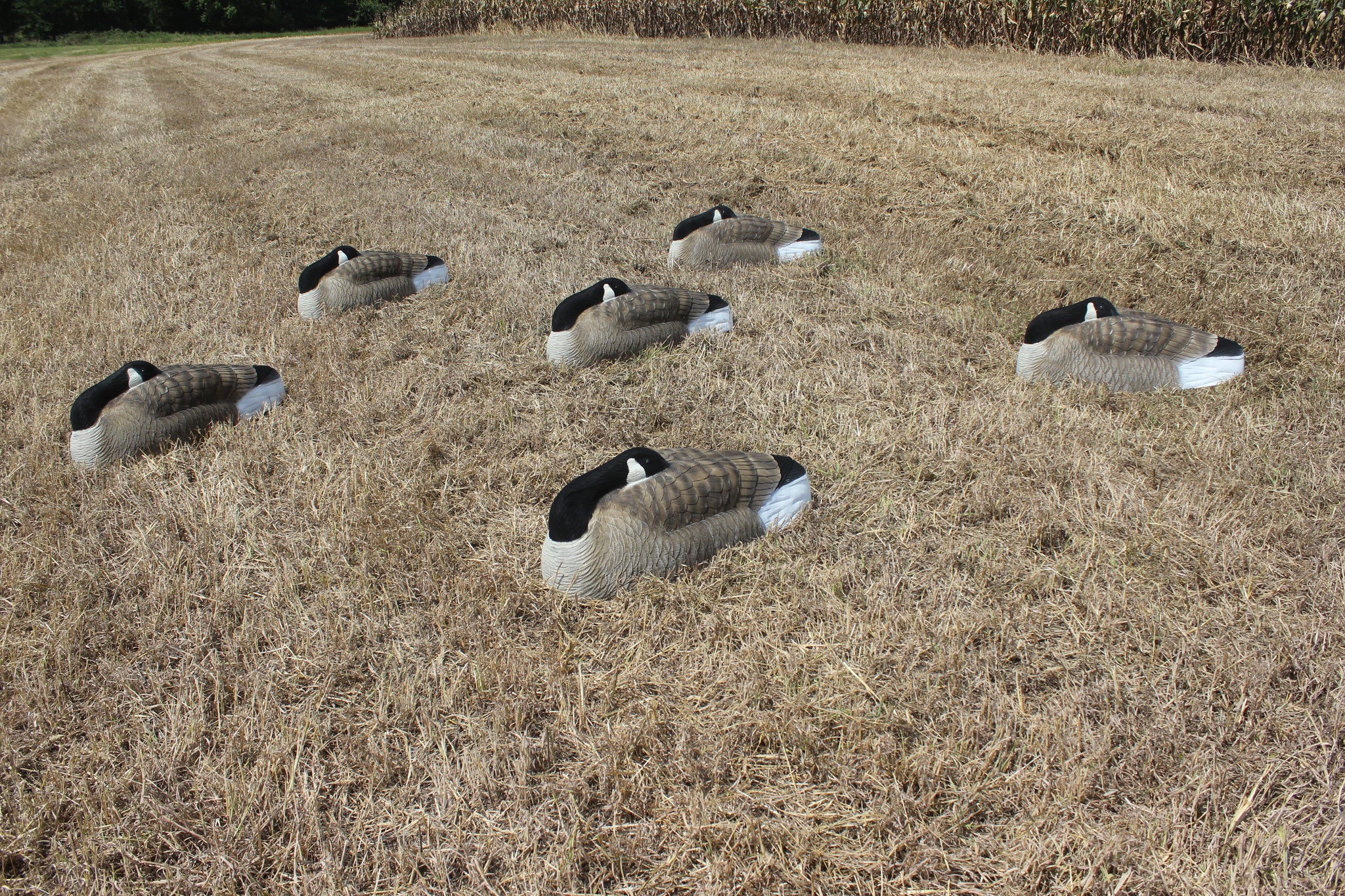 Goose sleeper shells top